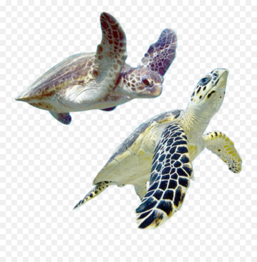 Turtles Swimming Seaturtles Sticker By Amber Leanne - Hawksbill Sea Turtle Emoji,Swimming Emoji Gif