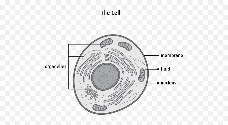 The Human Body - Canadian Cancer Society Cell In The Human Body Emoji,Emotions Spleen Pancreas