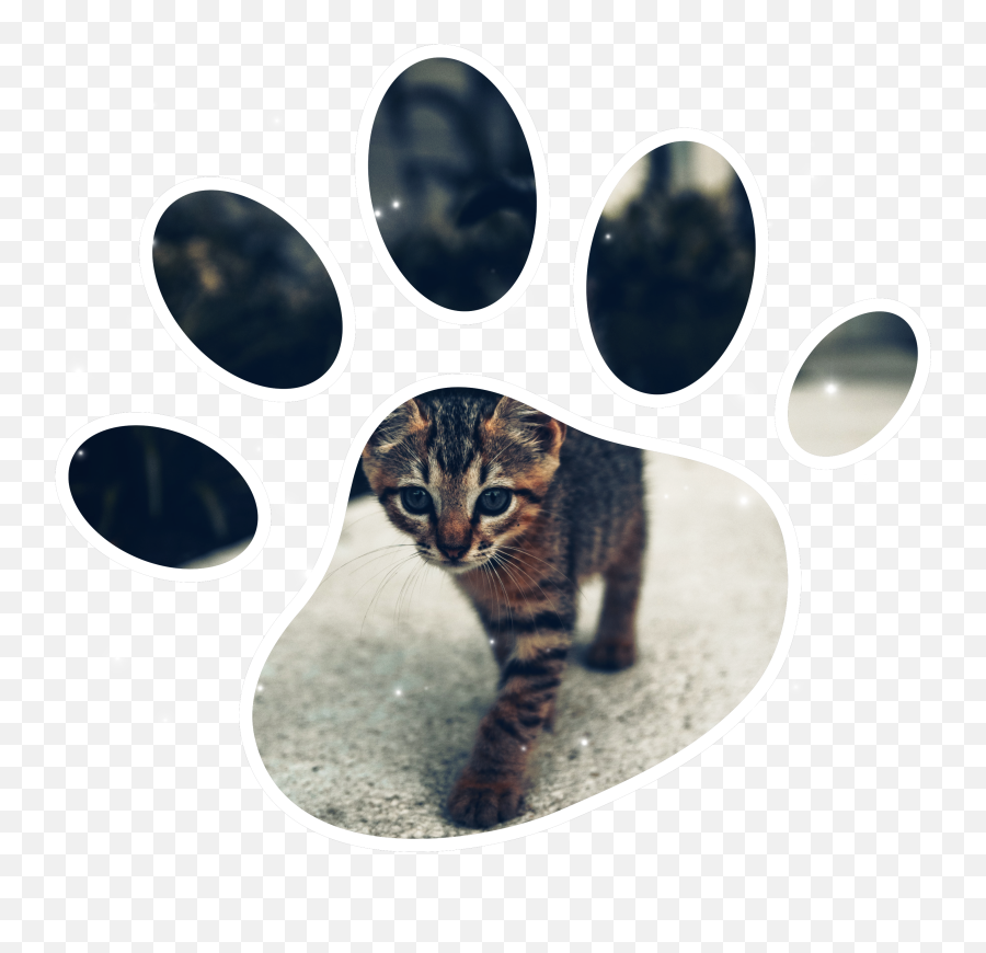 The Most Edited Babycat Picsart Emoji,Cat Paw Text Emoji