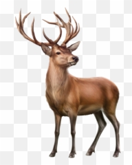Ftesdeerbuckantlers Sticker Emoji,Buck Emoji