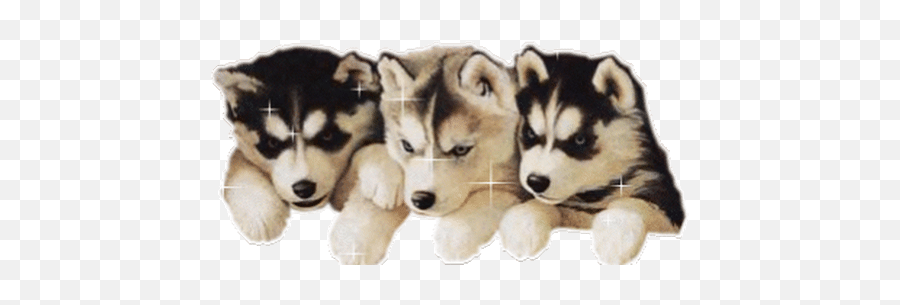 Top Siberian Husky Puppy Stickers For - Puppies Gifs No Background Emoji,Husky Emoji