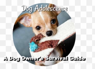 Small Dogs - Smallest Dog With Big Eyes Emoji,Dogs Display Human Emotions