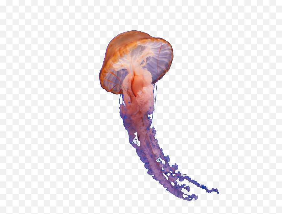 The Most Edited - Bioluminescence Emoji,Jellyfish Text Emoticon
