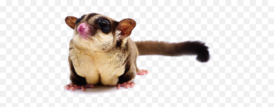 Y Por Supuesto No Olvides Suscribirte A Nuestro Boletín - Sugar Glider Emoji,Opossum Emoji