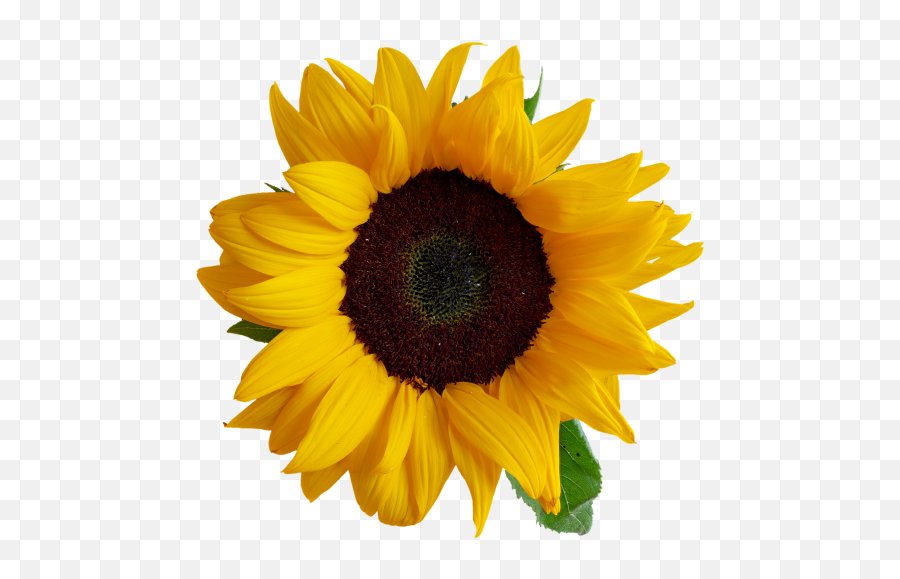 Sunflower Transparent Png Image - Freepngdesigncom Words For Kids In Kannada Emoji,High Resolution Flower Emoji