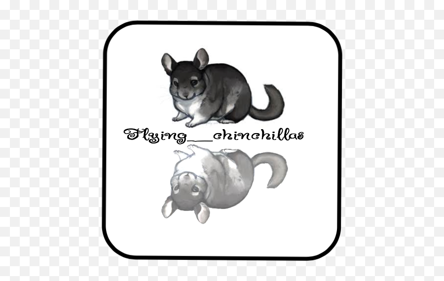 Belle723 On Scratch - Desert Woodrat Emoji,Chinchilla Emoji