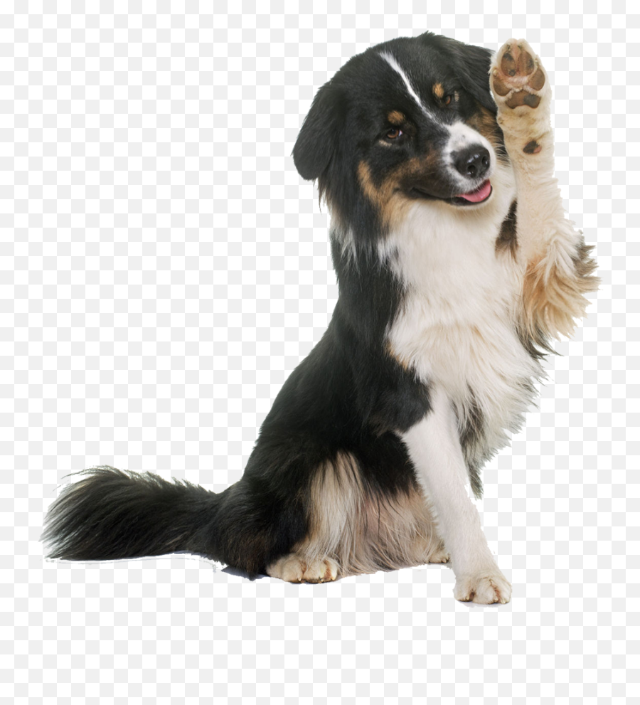 Forever Pawsitive K9 Acadamy - Home Emoji,Australian Shepherd Emotions