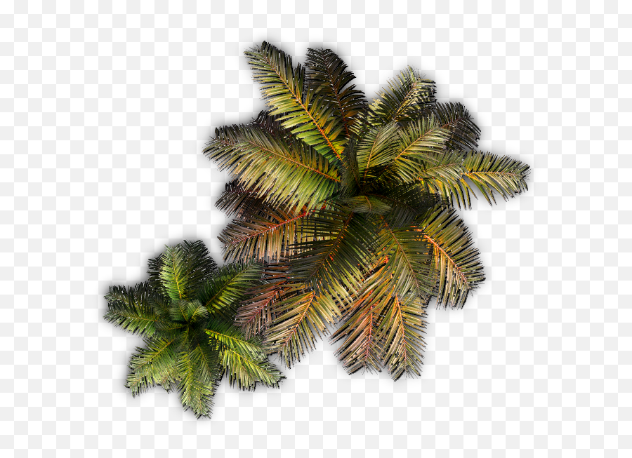 Palm E - Palm Tree Dundjinni Full Size Png Download Seekpng Emoji,Palm Tree Island Emoji