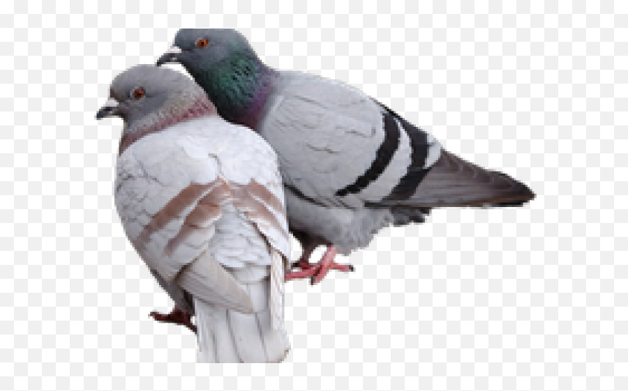 Download Pigeon Png Transparent Images - Hatoful Boyfriend Emoji,Pigeon Emoji