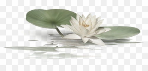 Ftestickers Water Lilypad Flower Sticker By Pennyann - Créations Tube Psp Paysage Hiver Emoji,Lily Pad Emoji