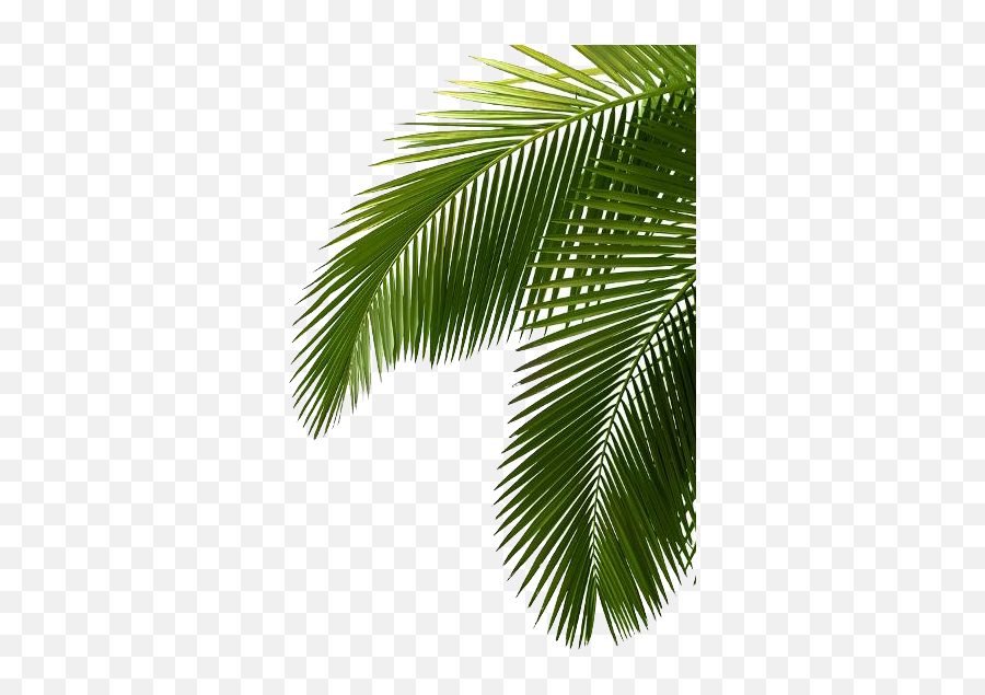 Palm Tree Png Image Free Download Photo - Green Palm Tree Palms Leaves Emoji,Leaves Emoji Png