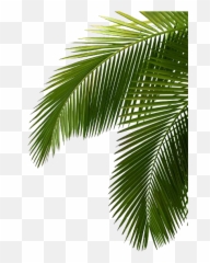Palm Tree Png Image Free Download Photo - Green Palm Tree Palms Leaves Emoji,Leaves Emoji Png