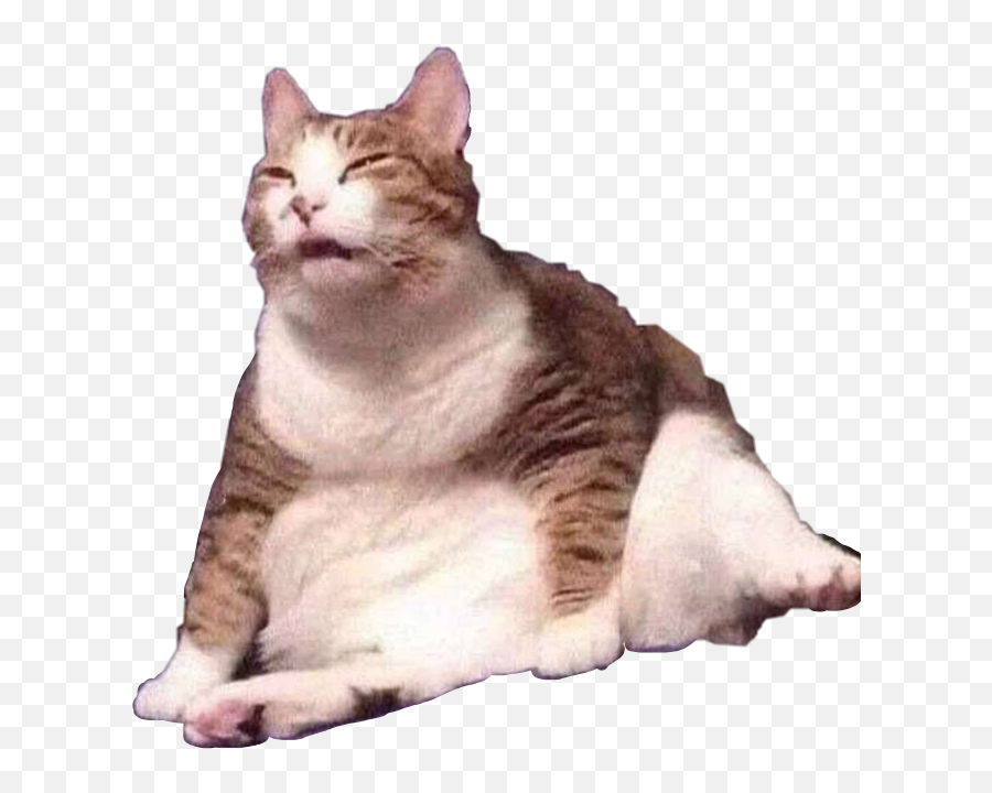 The Most Edited Chubby Picsart - Tired Cat Meme Emoji,Chubby Cheeks Emoticon