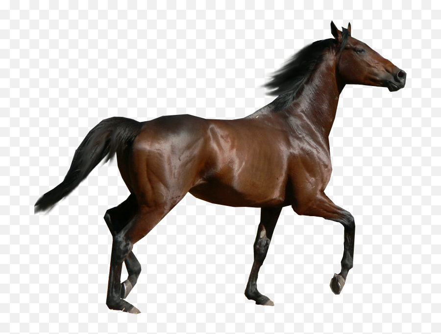 Horse Png Image Resolution760x602 Transparent Png Image - Horse Png Emoji,Sharingan Emoji