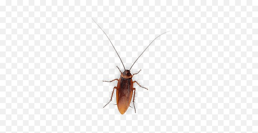 Cockroach Png Download Image Png Svg Clip Art For Web - Cockroach Without Background Emoji,Cockroach Emoji