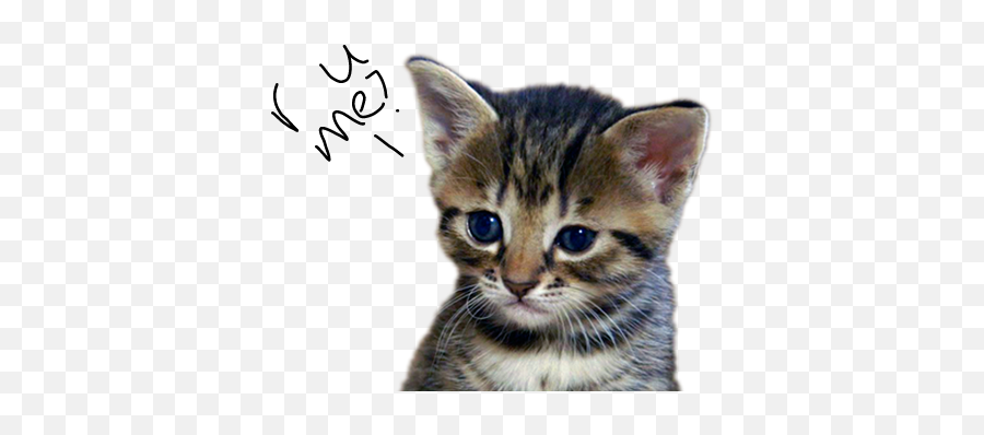 What Type Of Cat R U - Domestic Cat Emoji,Tuxedo Cat Emoticon