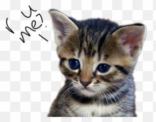 What Type Of Cat R U - Domestic Cat Emoji,Tuxedo Cat Emoticon
