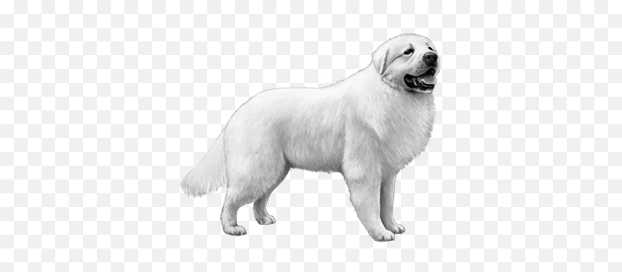 Best Service Dog Breeds For Anxiety - Great Pyrenees Clipart Png Emoji,Emotion Chart Using Dogs