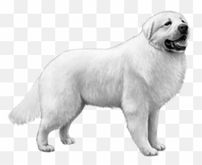 Best Service Dog Breeds For Anxiety - Great Pyrenees Clipart Png Emoji,Emotion Chart Using Dogs