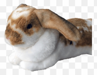 Pin - French Lop Emoji,Blue Crown Conure Emotion