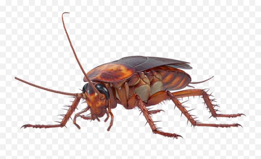 Cockroach Png Transparent Image - Cockroach Png Emoji,Cockaroch Emoji