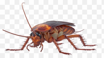 Cockroach Png Transparent Image - Cockroach Png Emoji,Cockaroch Emoji