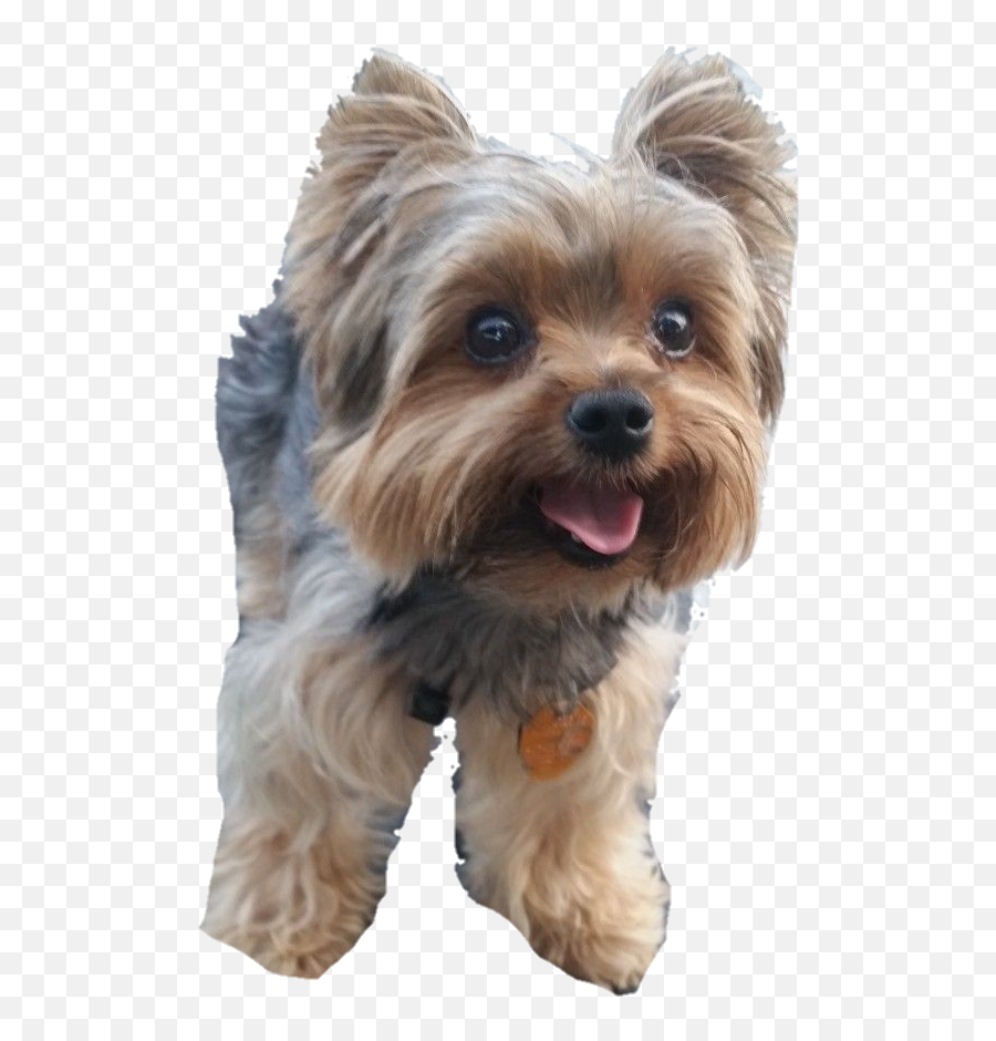 Yorkie Png - Yorkie Transparent Emoji,Yorkie Emojis