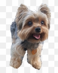 Yorkie Png - Yorkie Transparent Emoji,Yorkie Emojis