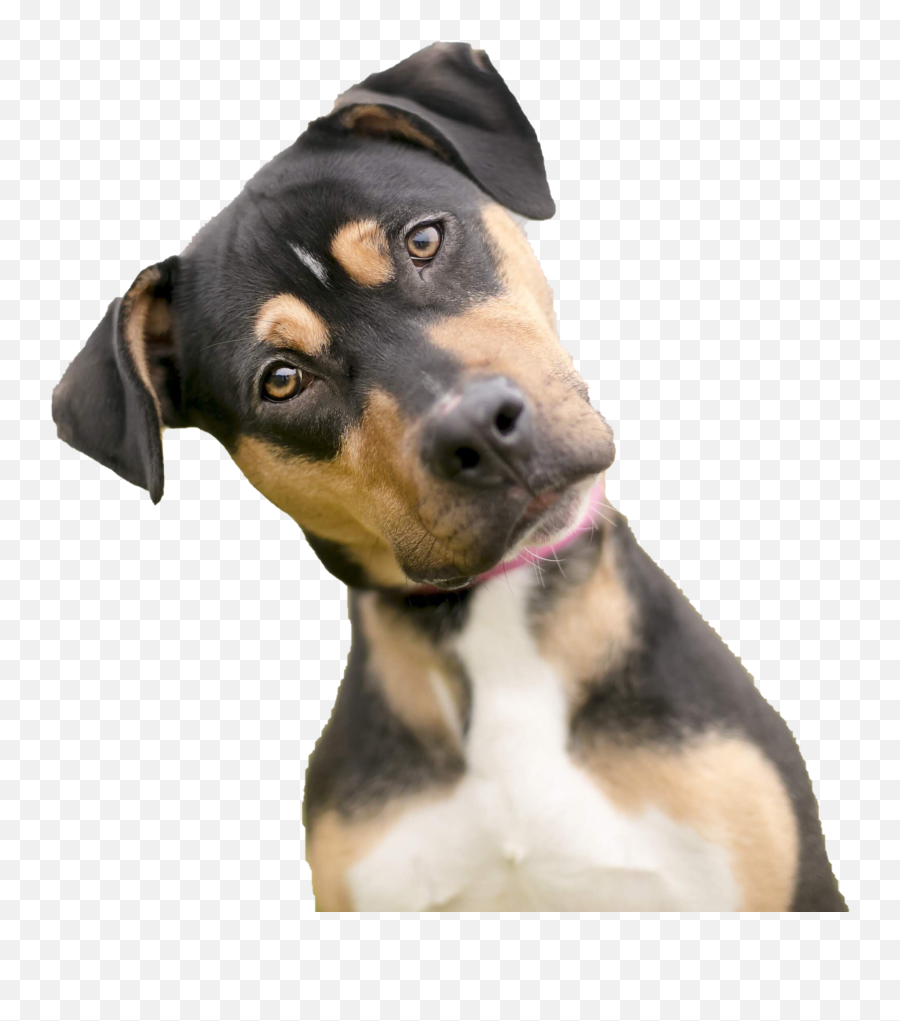 Dog Looking Png Photos Png Mart - Dog Looking Emoji,Terrier Dog Emoji Png