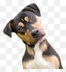 Dog Looking Png Photos Png Mart - Dog Looking Emoji,Terrier Dog Emoji Png
