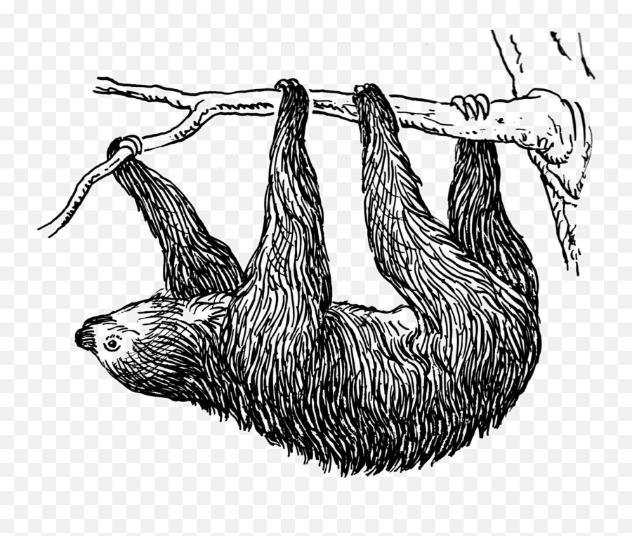 Sloth Png File U2013 Png Lux - Drawing Sloth Clip Art Emoji,Three Emojis Coloring Pages