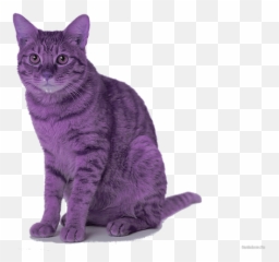 Writer Catherine Lacey Emoji,Gtanite Stone Emotions Cats