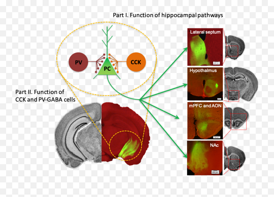 Research The Kim Lab - Vertical Emoji,Hypothalamus Emotions