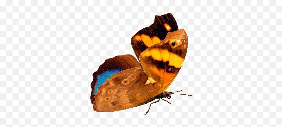 Gifs Beautiful Butterflies - 120 Pieces Of Animated Pictures Emoji,Animated Emoticon Big Insect