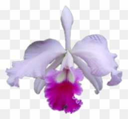 Orchid Flower Sticker - Crimson Cattleya Emoji,Orchid Emoji