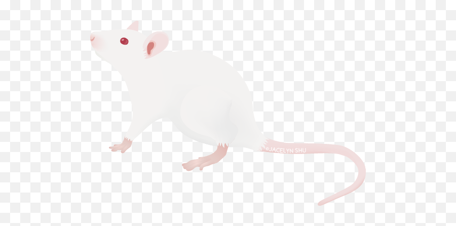 Model Organisms U2014 Jacelyn Shu Emoji,Rat Emoji