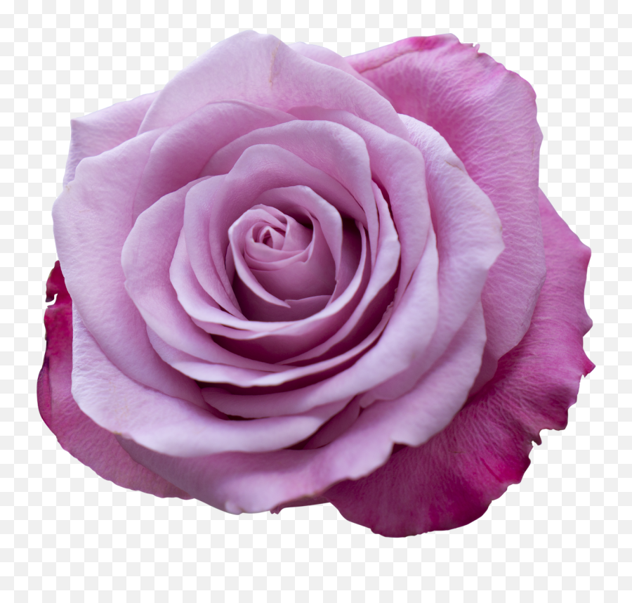Emotion Roses Pink - Rose Emoji,Spring Emotion
