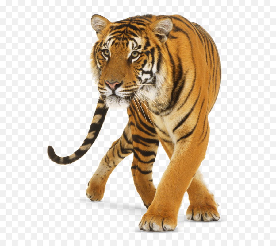 Tiger Fx Sticker - Non Fiction Contents Page Emoji,Indian Boat Tiger Emoji