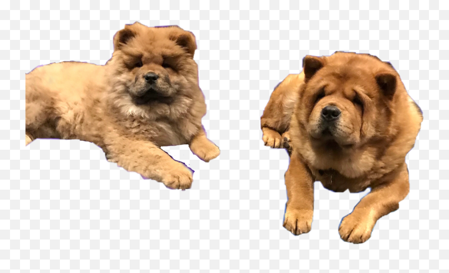 The Most Edited - Chow Chow Emoji,Chow Chow Emoticon