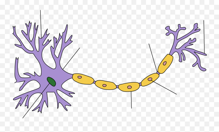 Literally Everything Diagram Quizlet Myelinated Neuron Diagram Emoji