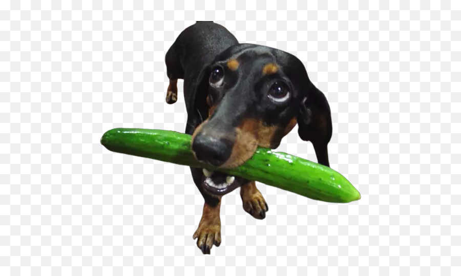 Dogmoji - Dog Sticker U0026 Emojis By Jamila Moutji Dog Eating A Cucumber,Cucumber Emoji