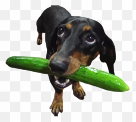 Dogmoji - Dog Sticker U0026 Emojis By Jamila Moutji Dog Eating A Cucumber,Cucumber Emoji
