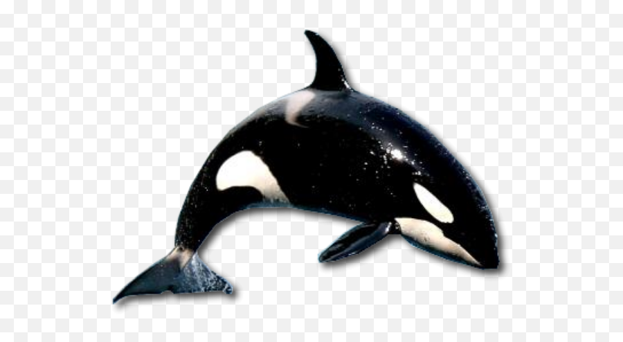 Largest Collection Of Free - Toedit Killer Whale Stickers Animaux Aquatiques Sur Fond Blanc Emoji,Free And Whale Emoji