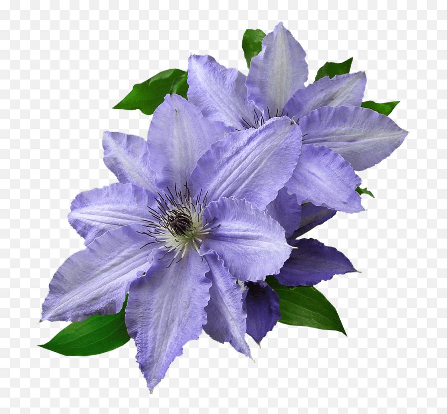 Types Of Blue Flowers With Pictures - Blue Star Flower Png Emoji,Facebook's Lavendar Flower As An Emoticon...