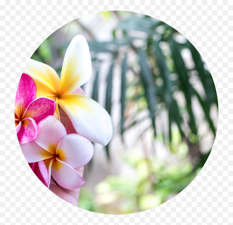 Home - Tropical Flower Emoji,Bodybuilder Emotions