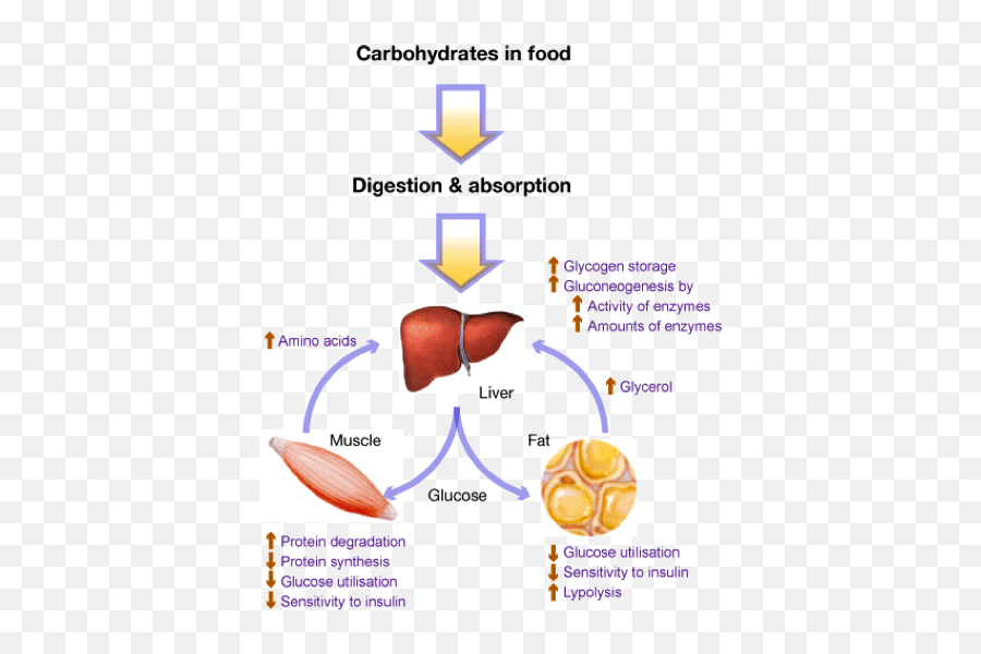 Where Are Carbohydrates Digested - Pdfshare Does The Body Break Down Carbohydrates Emoji,Ios 9.3.5 Emojis Where Are Carbohydrates Digested - Pdfshare Does The Body Break Down Carbohydrates Emoji,Ios 9.3.5 Emojis