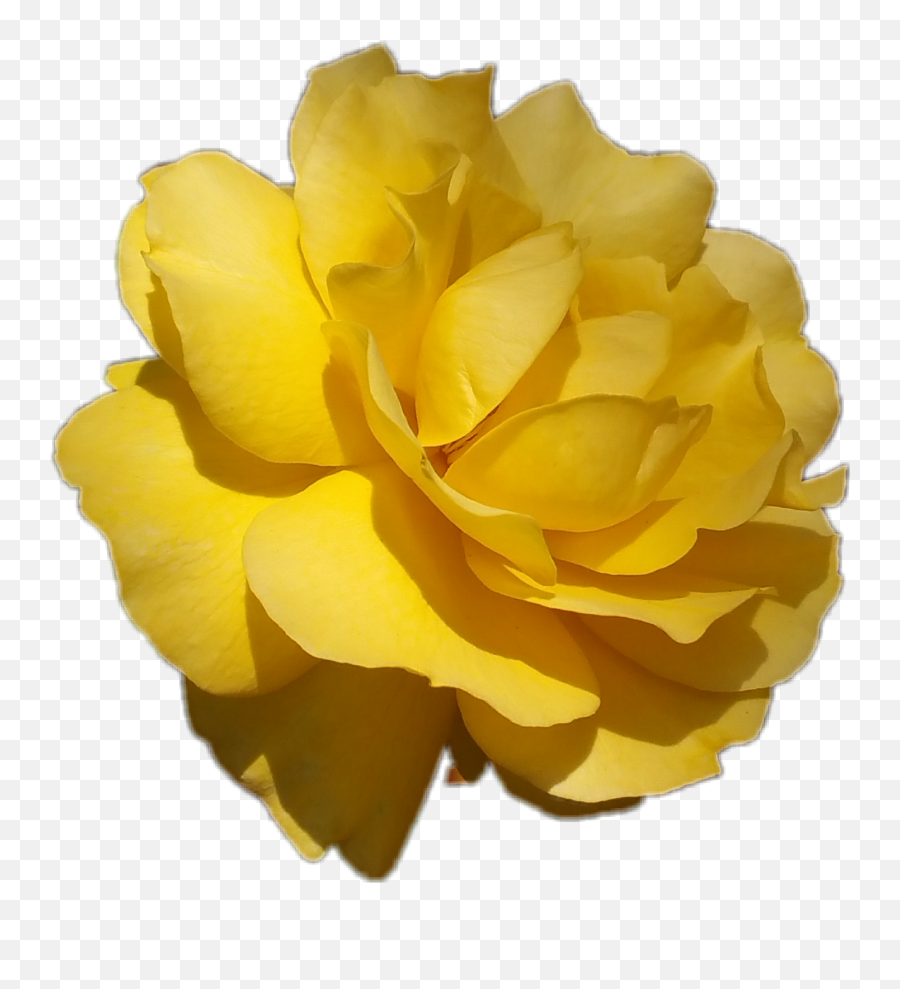 Flowers Yellow Rose Sticker - Fresh Emoji,Yellow Rose Emoji