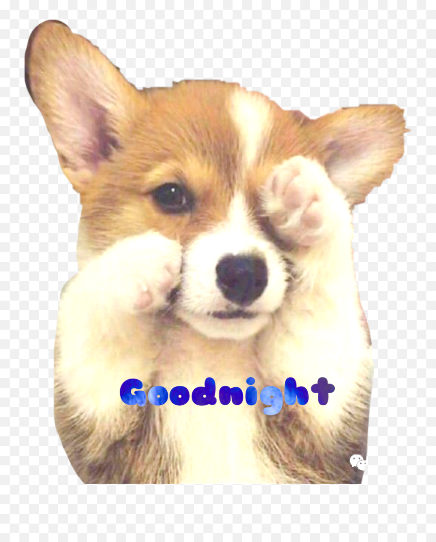 The Most Edited Goodnightworld Picsart Emoji,Welsh Corgi Emoticon