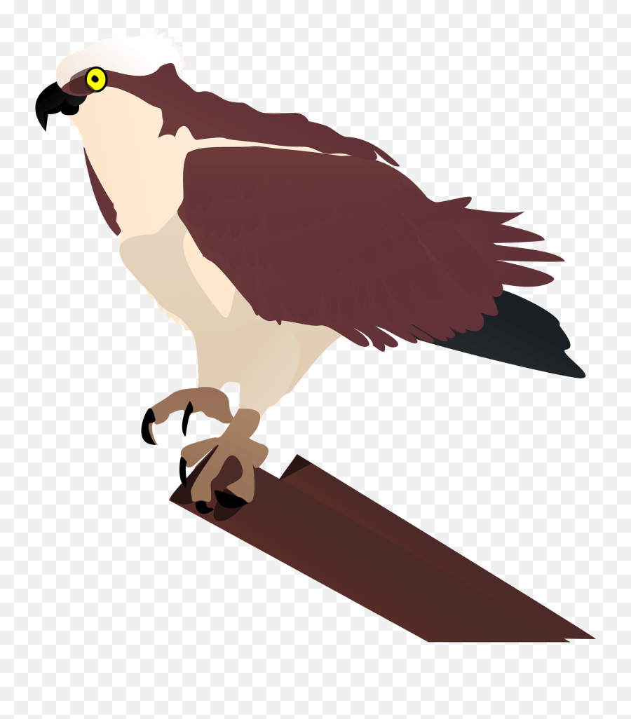 Osprey Clipart Free Download Transparent Png Creazilla Emoji,Hawk Emojio