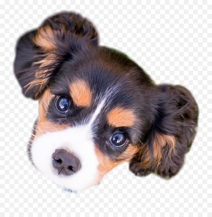 Puppy Face Dog Sticker By Amy - Transparent Dog Face Png Emoji,Dog Face Emoji